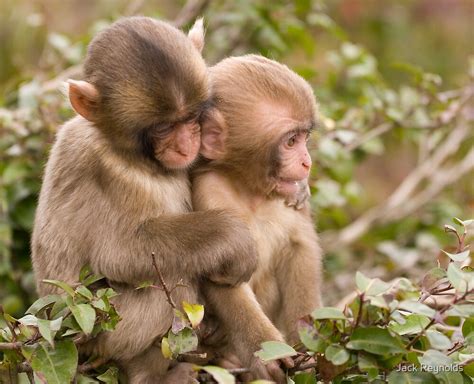 "Baby Japanese Macaque" by Jack Reynolds | Redbubble