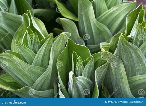 Cool Plants Stock Photography Image 1947782