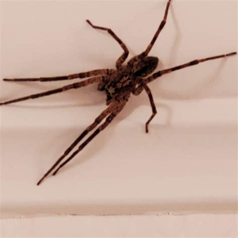 Collection 105+ Pictures Brown Spider With Long Legs And Small Body