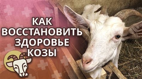 Здоровье козы после окота | Чем кормить козу? Уход за козой после окота ...