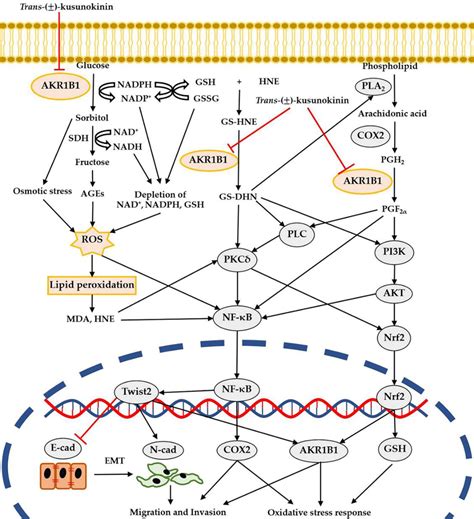 Schematic Illustration Of The Proposed Action Of Trans Kusunokinin