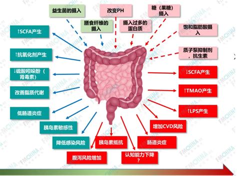 赵向府 肠道菌群与功能医学七大生理失衡 Fmchina功能医学医生 功能医学医生 Powered By Edusoho