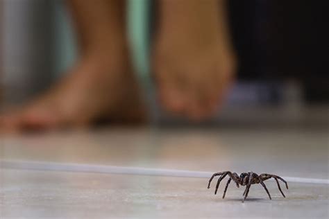 When To Call A Spider Exterminator Summit Pest Management