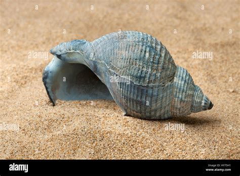 Whelk Shell High Resolution Stock Photography And Images Alamy