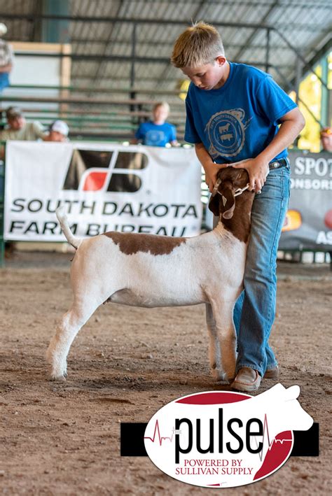 South Dakota Summer Spotlight Top Market Goats The Pulse