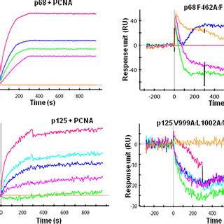 Binding Kinetic Determination By Spr Kinetic Parameters Of Interaction