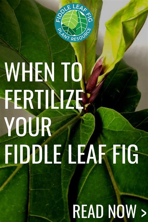 Fertilize A Fiddle Leaf Fig How And When To Use It Fiddle Leaf Fig Fiddle Leaf Fiddle Leaf