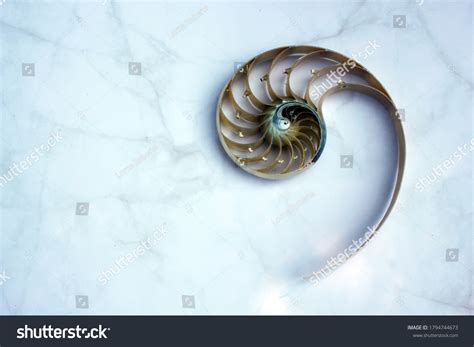 Shell Pearl Spiral Nautilus Fibonacci Section Stock Photo Edit Now