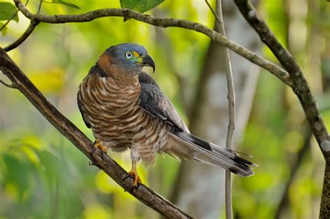 Gavilán pico gancho Aves de la Ciudad de México NaturaLista Mexico