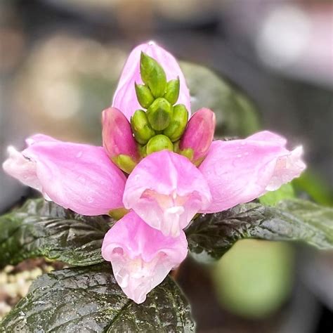 Chelone Lyonii Hot Lips Pink Turtlehead Cavano S Perennials
