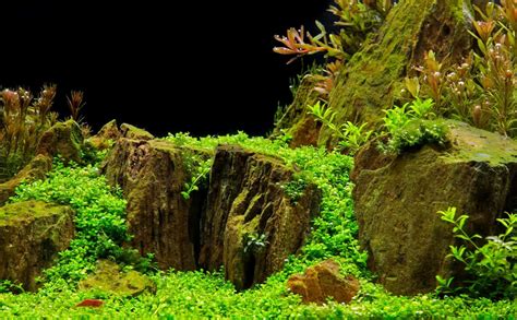 Aquascaping An Aquarium Guide To Aquascape Styles More Fish Laboratory