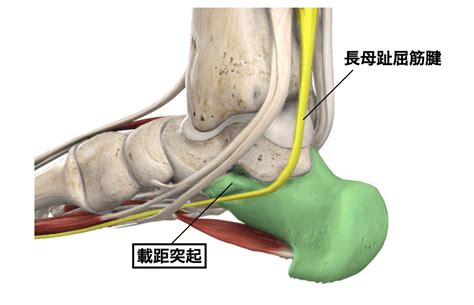 足関節の理学療法まとめ⑤〜足部の骨触診〜 - forPT ONLINE