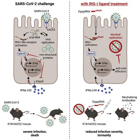 Rig I Induced Innate Antiviral Immunity Protects Mice From Lethal Sars