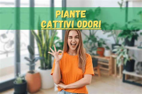 Cattivi Odori Alcune Piante Possono Essere Utili Il Trucco