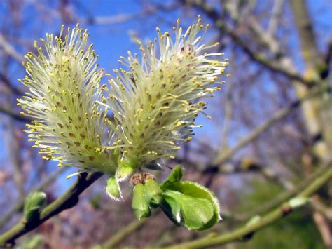 Catkins On A Pussy Willow Tree In How Tun Woods This After Flickr