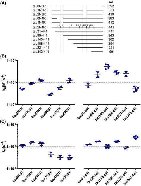 Interaction Kinetics Reveal Distinct Properties Of Conformational