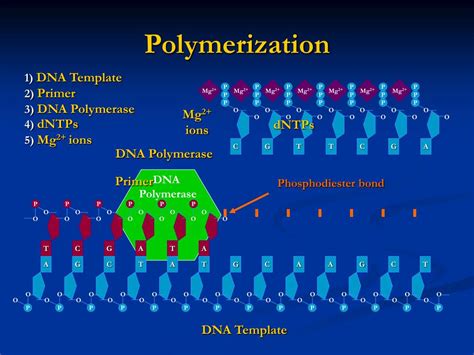 Ppt Dna Sequencing Powerpoint Presentation Free Download Id2714772