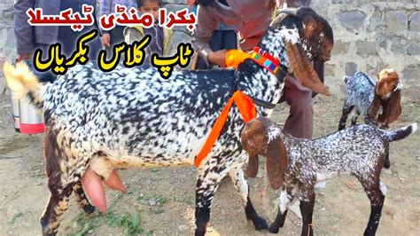 Top Class Milking Goats Taxila Bakra Mandi Update 22 December 2023