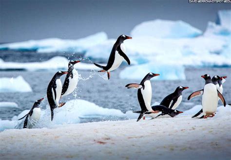 Le Saut Des Pingouins