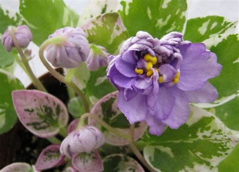 17 Лебецкая трейлер ЛЕ-Горная Лаванда.JPG | African violets, Plants, 10 ...