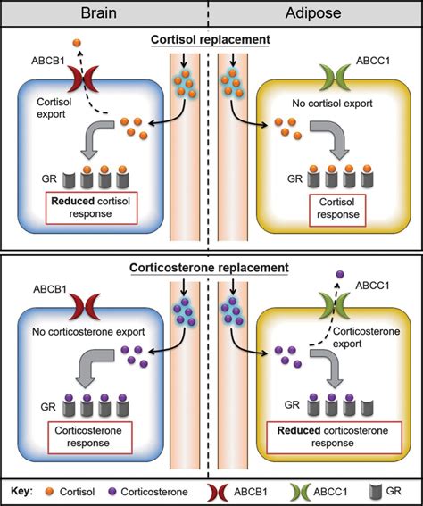 Abcc Confers Tissue Specific Sensitivity To Cortisol Versus