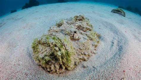 stonefish australian geographic