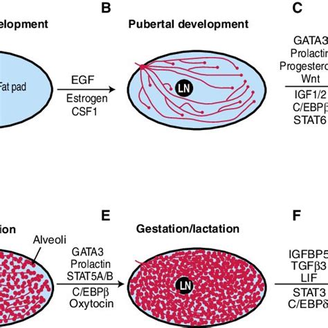 Embryonic Mammary Gland Development A B Diagram Of An E Mouse