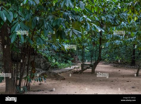 Rainforest, Jungle at Tiger Cave Temple, Wat Tham Sua, Krabi, Thailand, Asia Stock Photo - Alamy