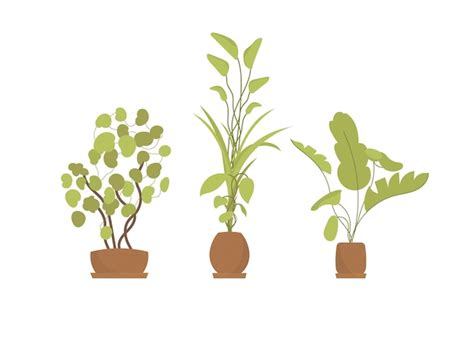 Premium Vector Set Of Potted Ornamental Plants Isolated Flat Style