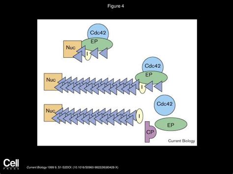 Cdc42 Induced Actin Filaments Are Protected From Capping Protein Ppt