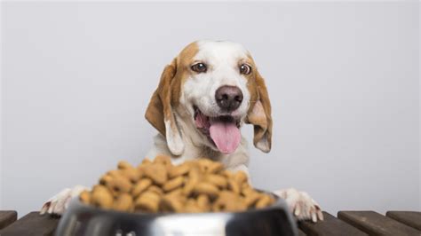 Con Menos De Pesos Profeco Te Dice C Mo Hacer Galletas Para Perro En