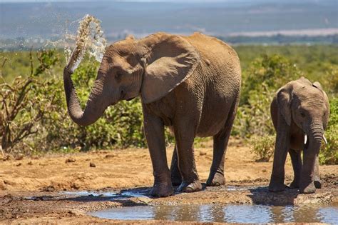 The Elephant S Incredibly Dexterous Trunk Is A True Marvel Of Nature