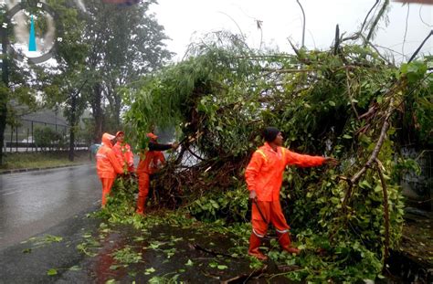 Hujan Disertai Angin Kencang Tumbangkan Pohon Besar Di Kebon Jeruk