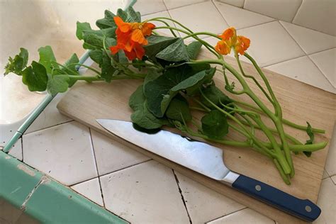 A Complete Guide For Growing Nasturtiums From Planting To Harvest