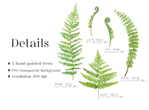 Watercolor Ferns Fronds Fiddleheads Leaves Clipart Botanical Elements