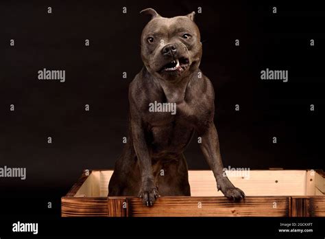 Dangerous Staffordshire Bull Terrier Stock Photo Alamy