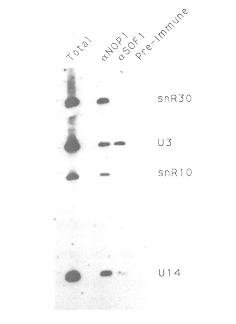 Pulse Chase Labelling Of Pre Rrna During Depletion Of Sofi Strains