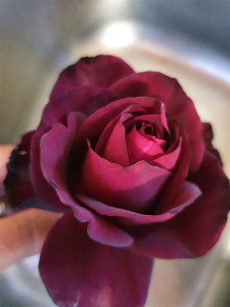 Dark Desire Hybrid Tea See Munstead Wood Rose Bare Rooted