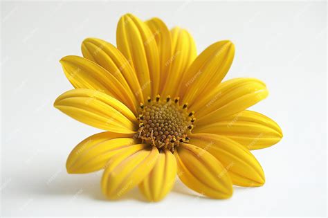 A Single Yellow Daisy Flower Centered And Isolated On A White