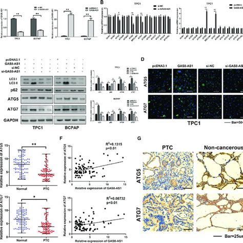 Knockdown Of NEAT1 2 Inhibited Growth And Induced Apoptosis In PTC