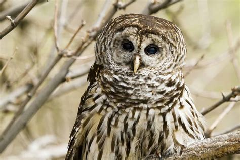 Owls In Arkansas Can You Spot All 7 Species In This State