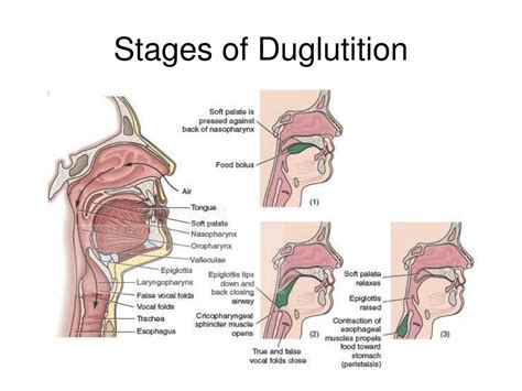 Ppt Physiology Of Mastication And Deglutition Chapter 8 Powerpoint