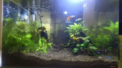 Planted Aquarium With Shrimps Neon Tetra And Guppies YouTube