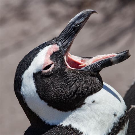 Learnt how weird bird tongues are when I got my first tele zoom lens ...