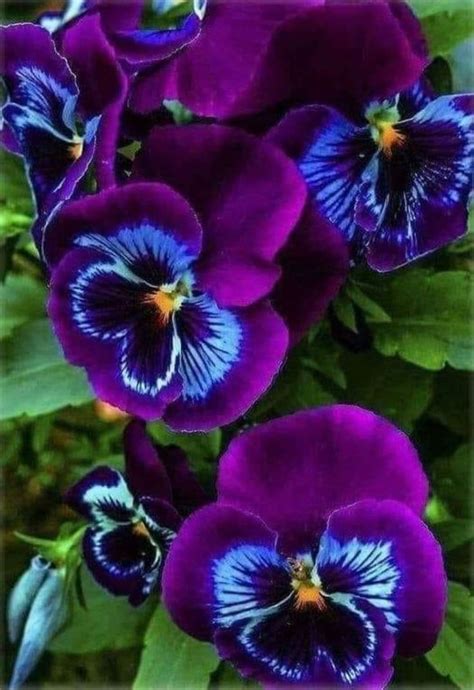 Pin by Sternlein 55 on Frühling Pansies flowers Beautiful flowers