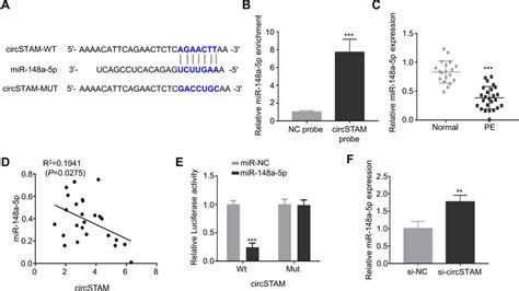 Circstam Targets Mir 148a 5p A Circbank Predicted The Binding Sites Download Scientific