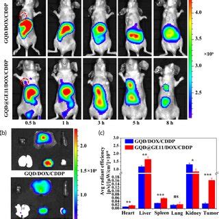 A In Vivo Fluorescence Imaging Of Tumorbearing Nude Mice After