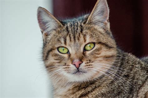 Signification Spirituelle Du Chat Tigr Marron Et Gris Medyom