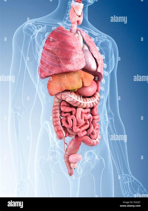 Human Internal Organs Illustration Stock Photo Alamy