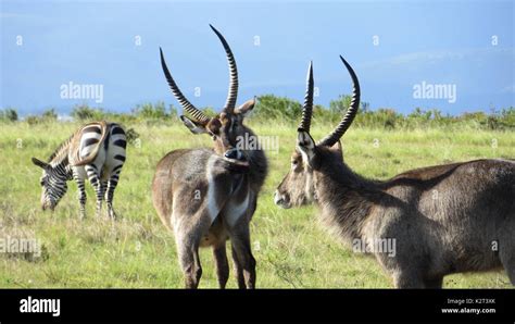 South African Buck Hi Res Stock Photography And Images Alamy